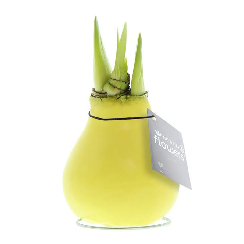Amaryllis bulb in gift box - Image 17